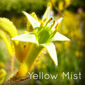 Photo of Yellow Mist Kangaroo Paw flower